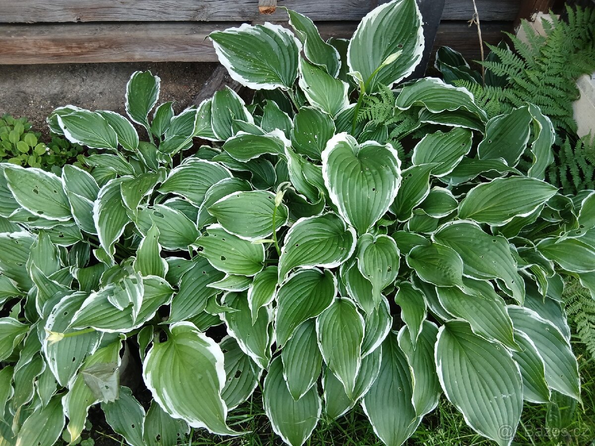 Přebytky ze zahrady - 4