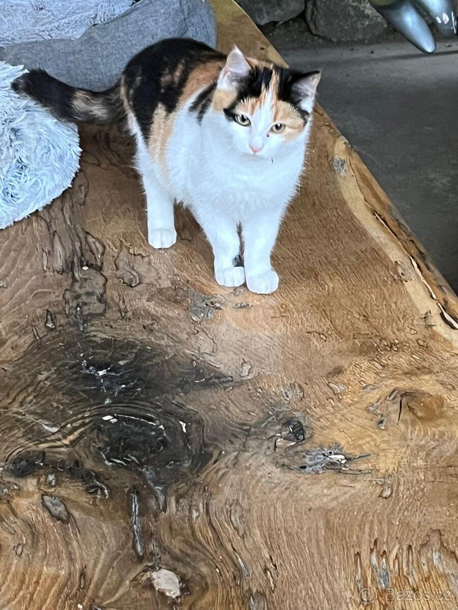 Daruji koťátka - 4