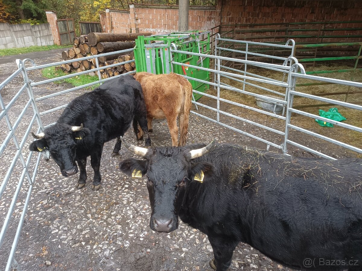 Březí jalovice bio - 4