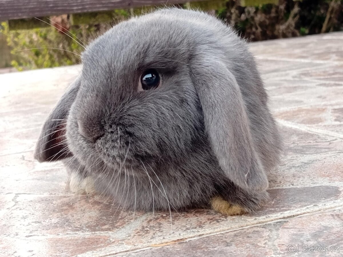 Samička Zakrslý Beránek MiniLop ❤️❤️🍑 - 4