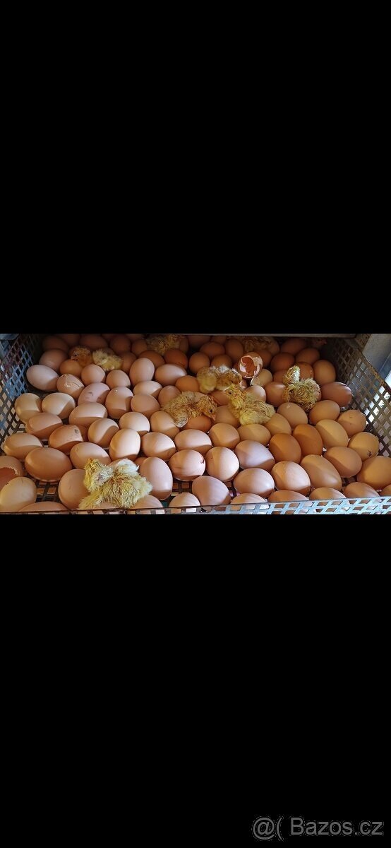 🐔Násadová vejce - Plymutka velká bílá 🐔 - 4