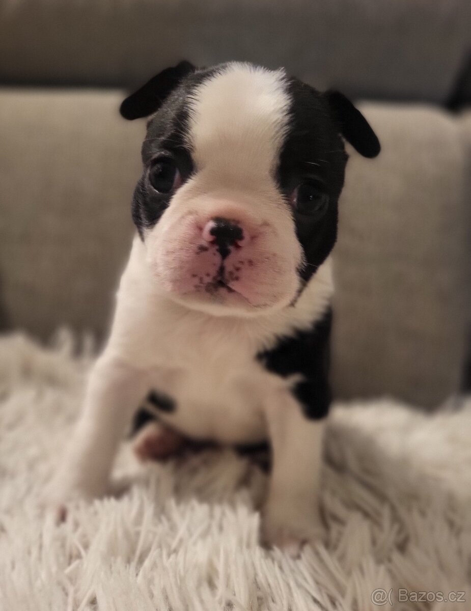 Bostonský teriér štěňátka s PP - 4