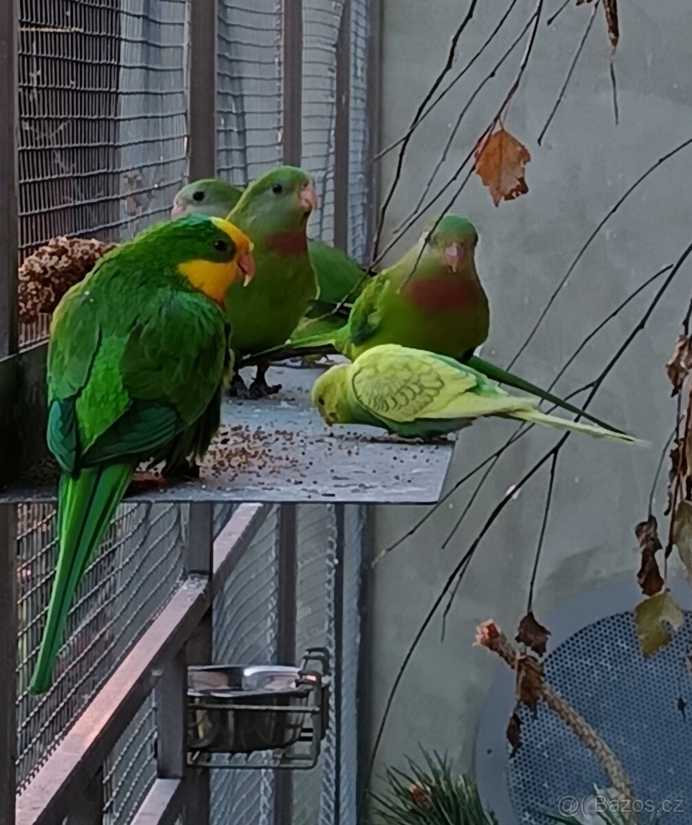 Papoušek nádherný - 4