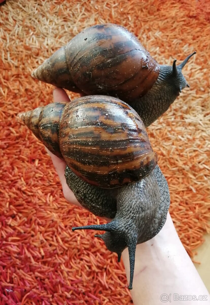 Africký šnek Achatina Achatina Ghana F1 - 4