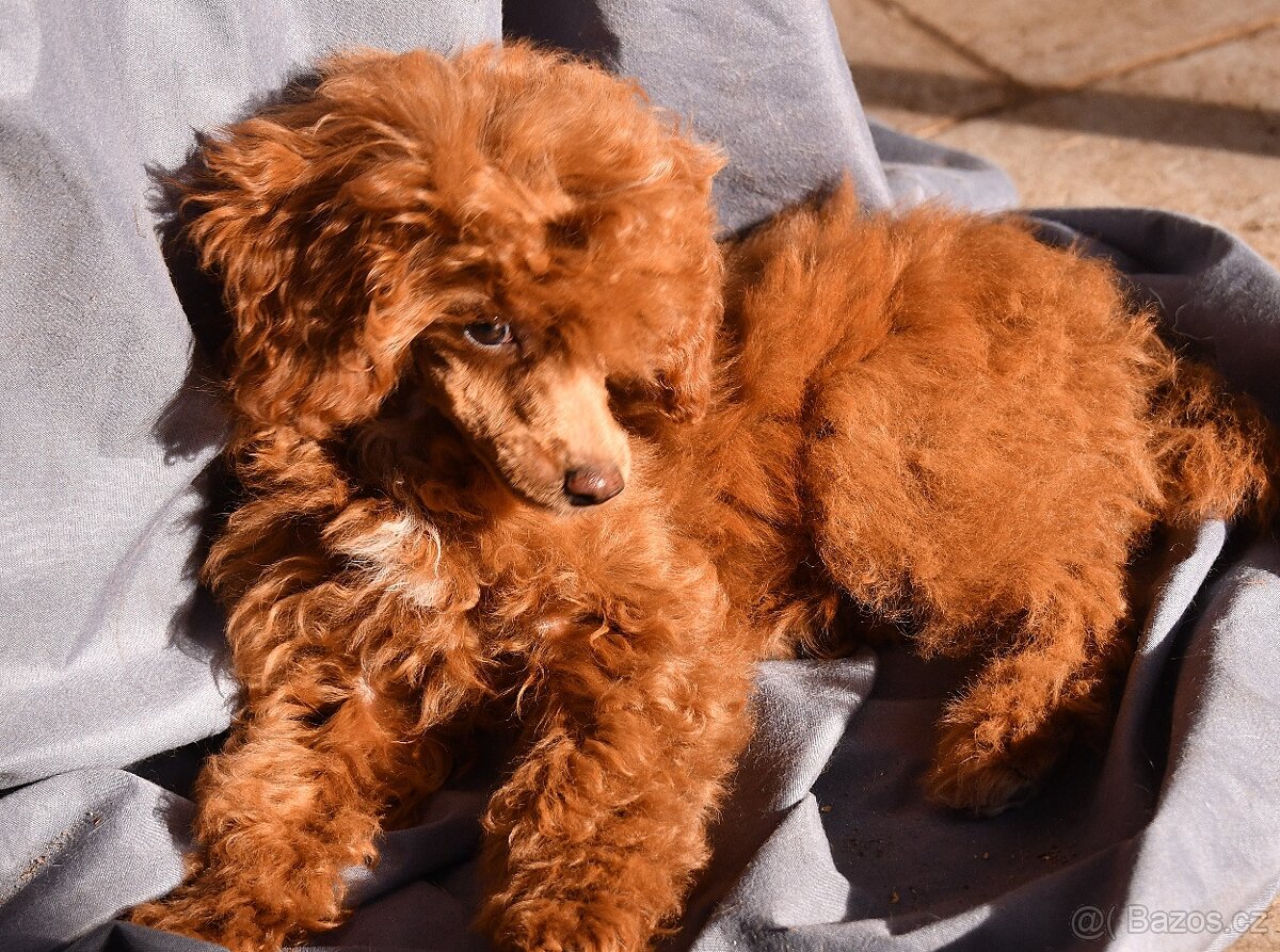 Pudl trpasličí vícebarevný (toy) s PP fenka - 4