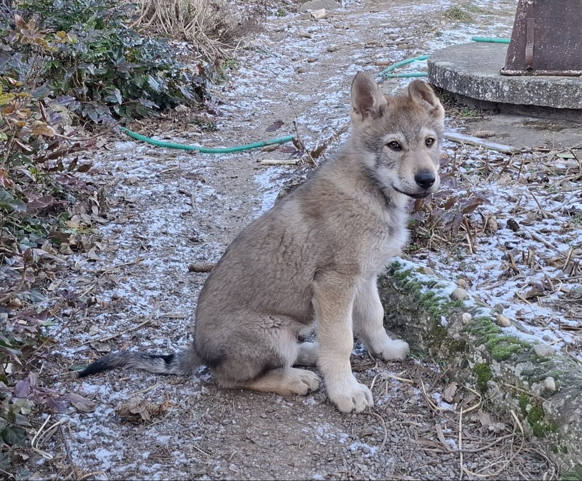 Československý vlčák s PP, BENEDIKT - 4