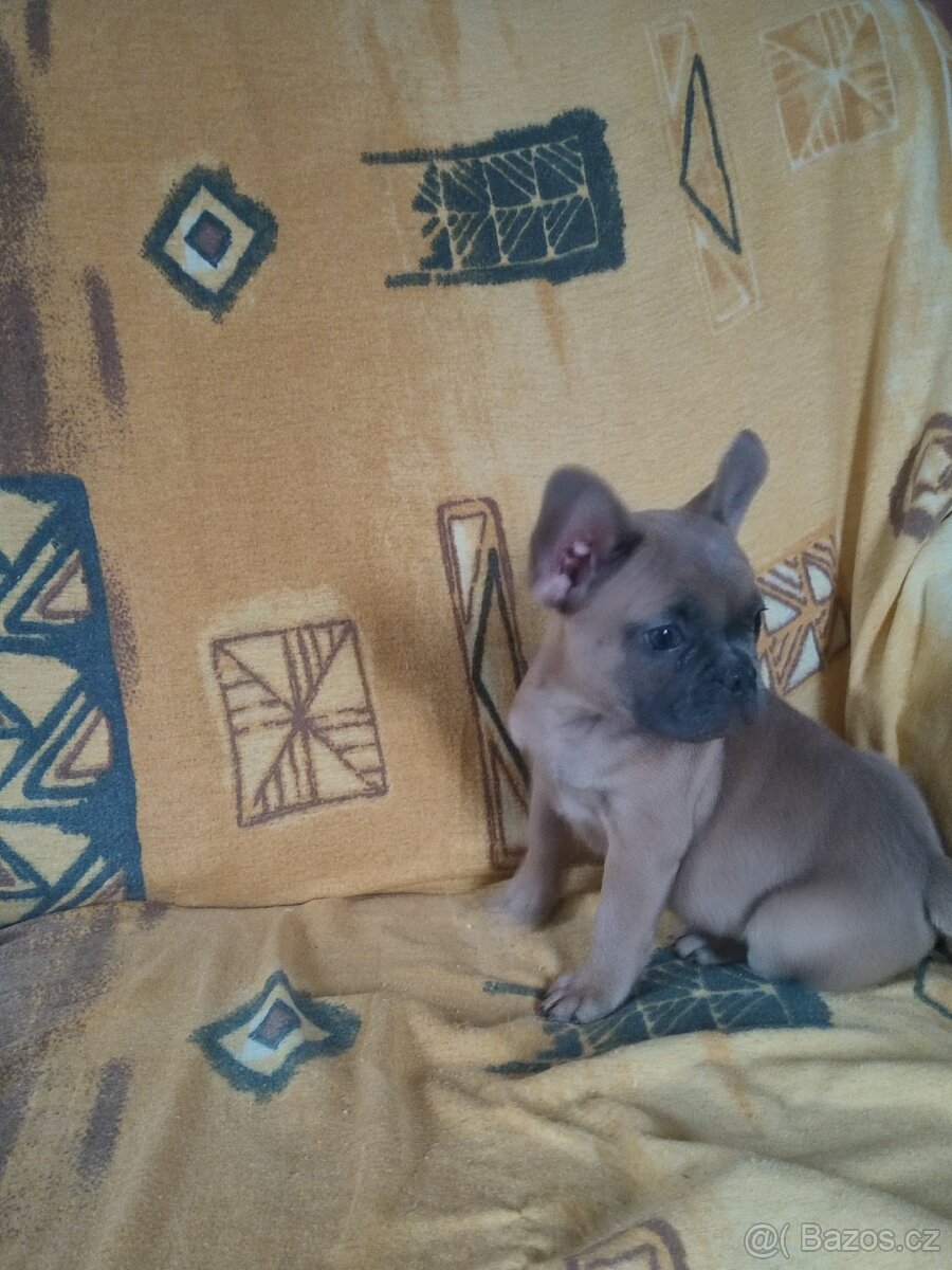 Francouzský buldoček - 4
