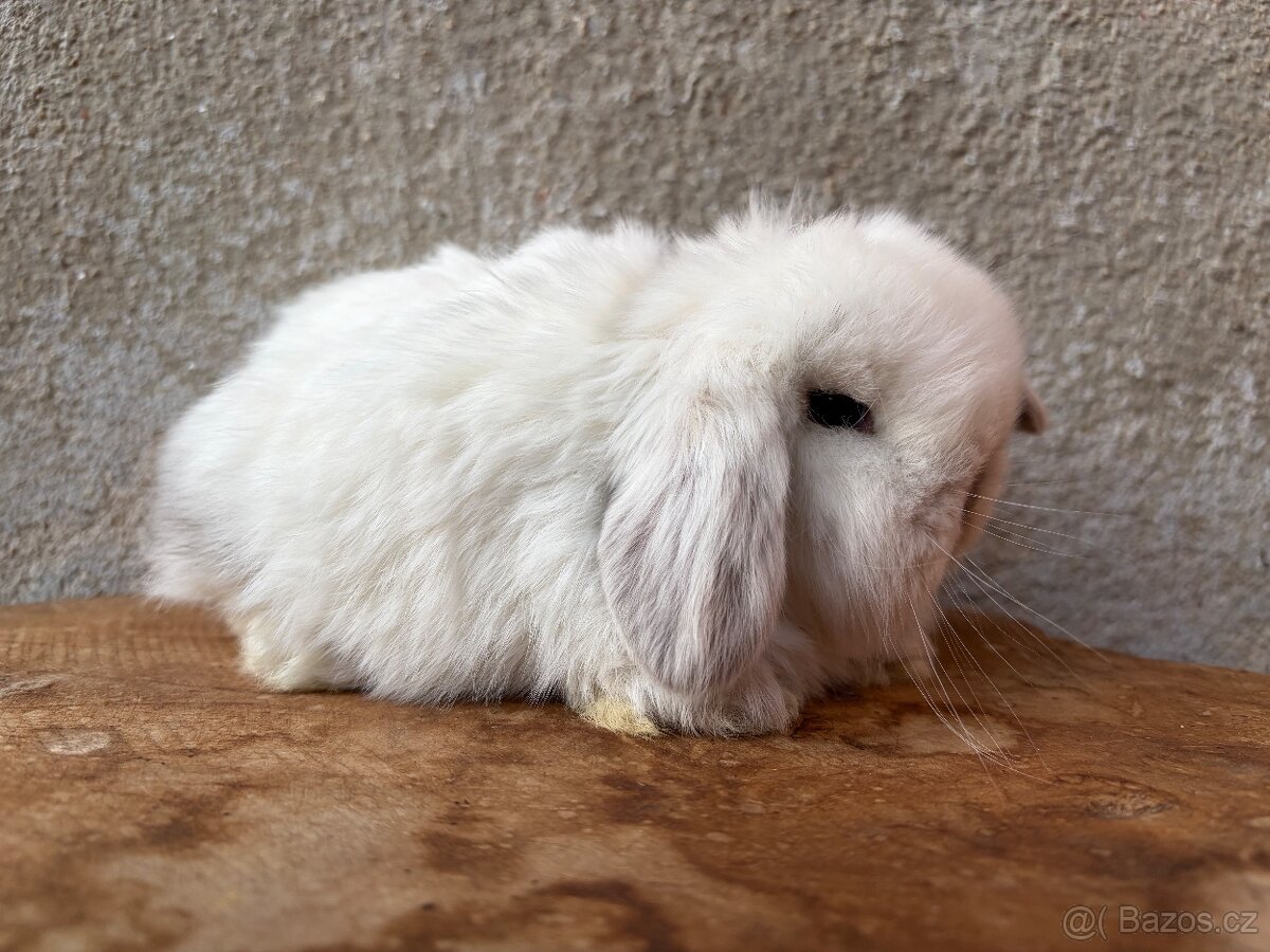 Minilop zakrslý králík - 4