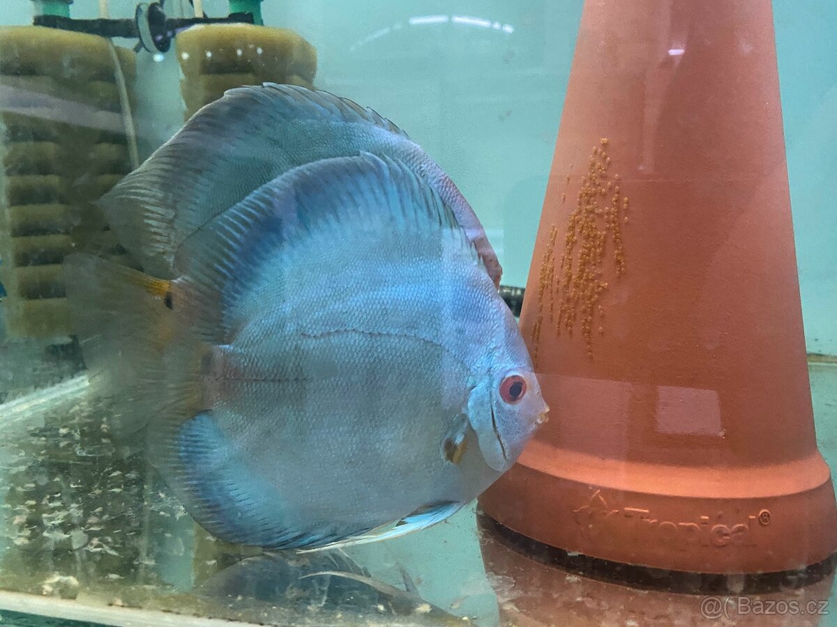 Terčovci - discus CHOVNÝ PÁR BLUE DIAMOND - 4