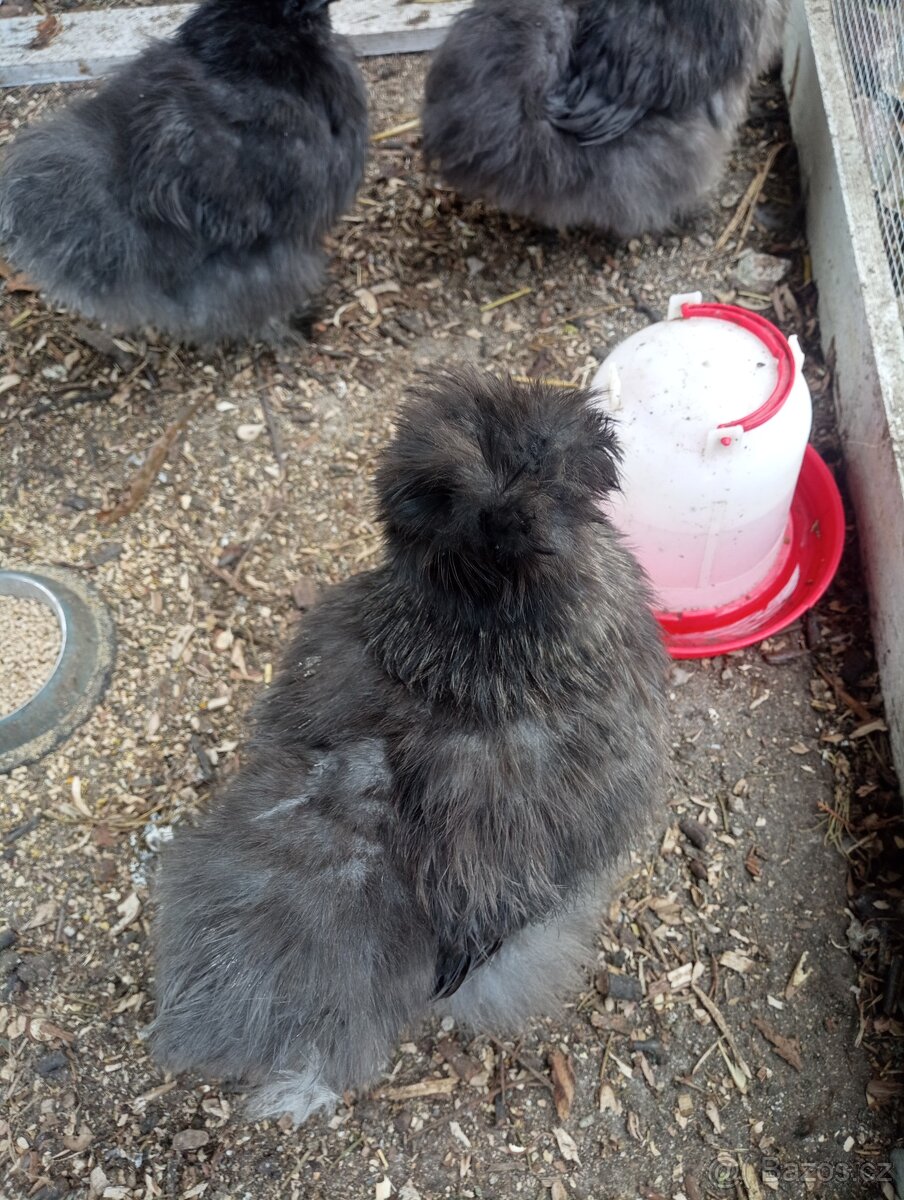 Slepicka a kohoutek hedvábnička modrá - 4