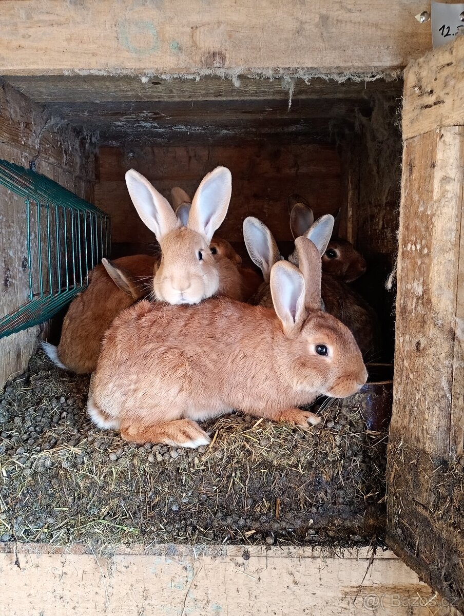 Prodám mladé králíky - 4