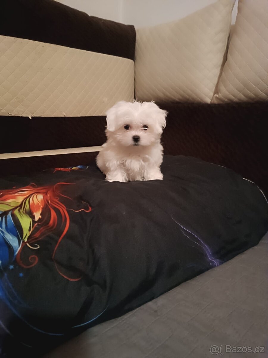 Prodám štěňátka maltézského psíka - 4