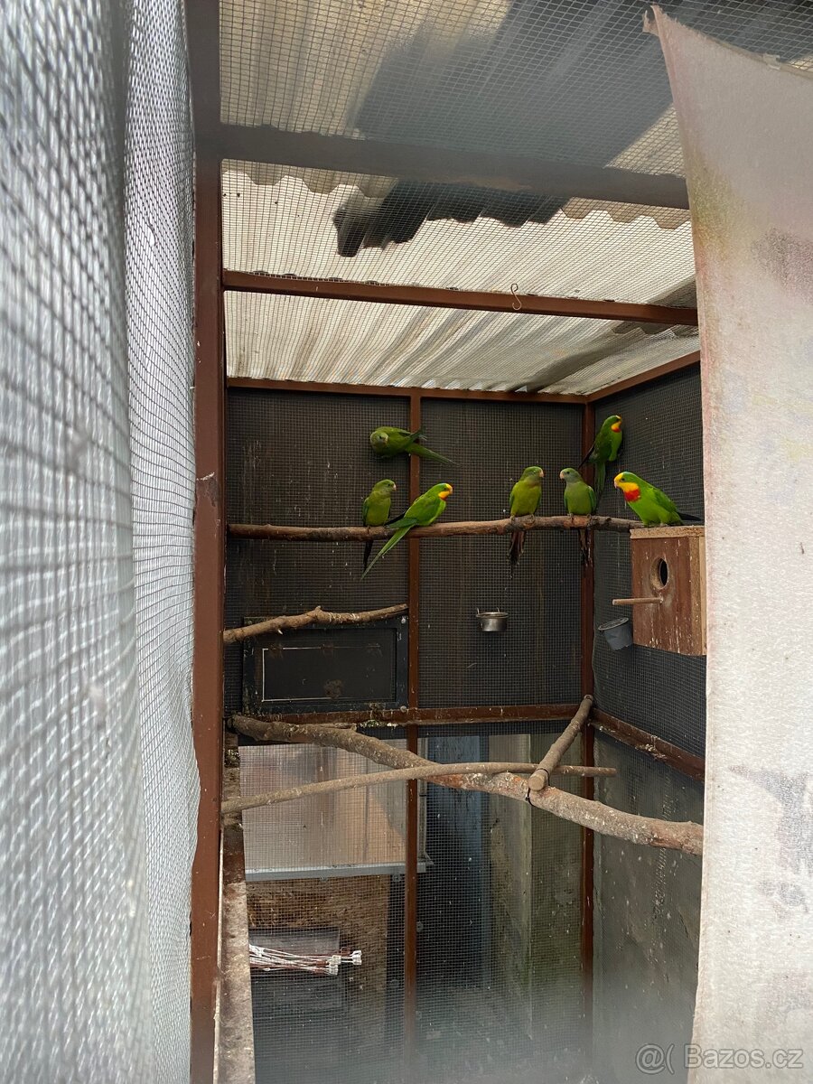 Prodám papoušky nádherné - 4