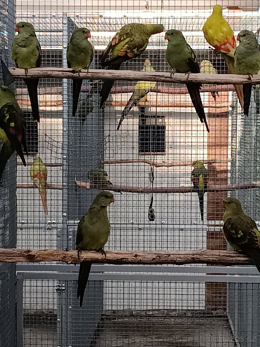 Papoušek horský 2025 - 4