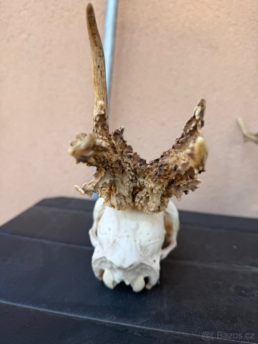 Srnci trofeje rarity - 4