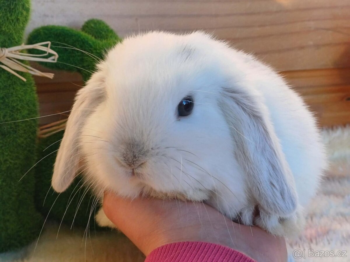 samička - minilopa - 4