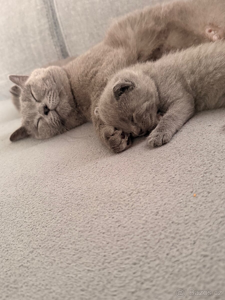 Britské koťata - 4
