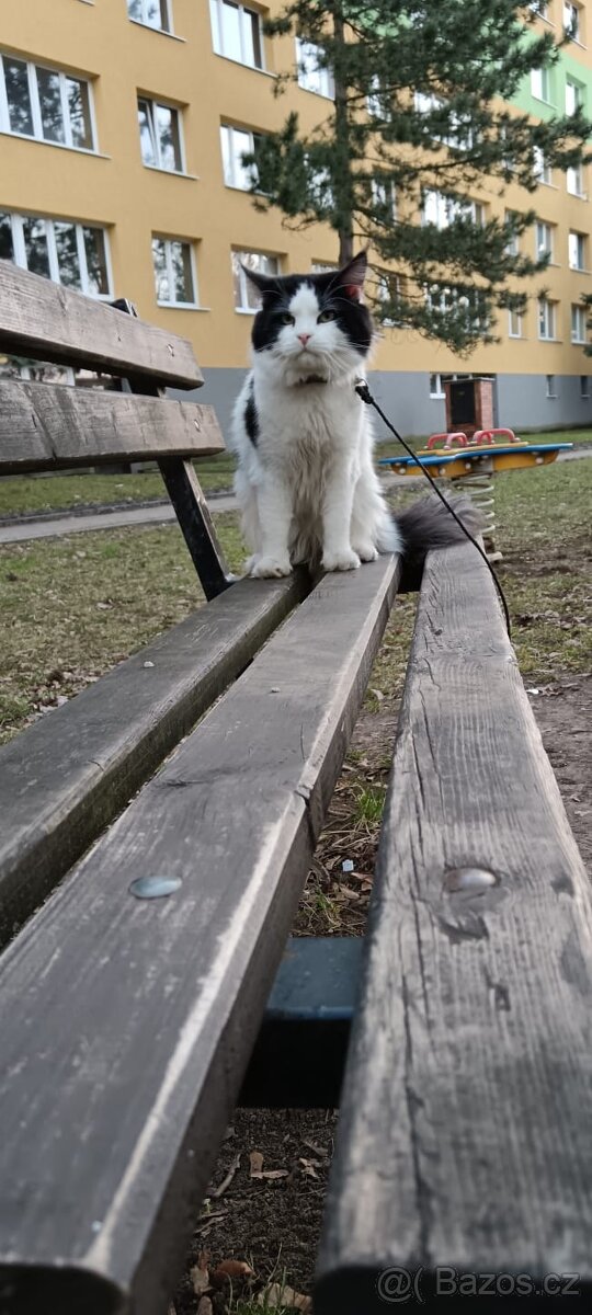 Mainská Mývalí - 4