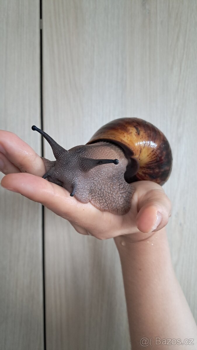 Archachatina marginata ovum xxl - africký šnek - 4