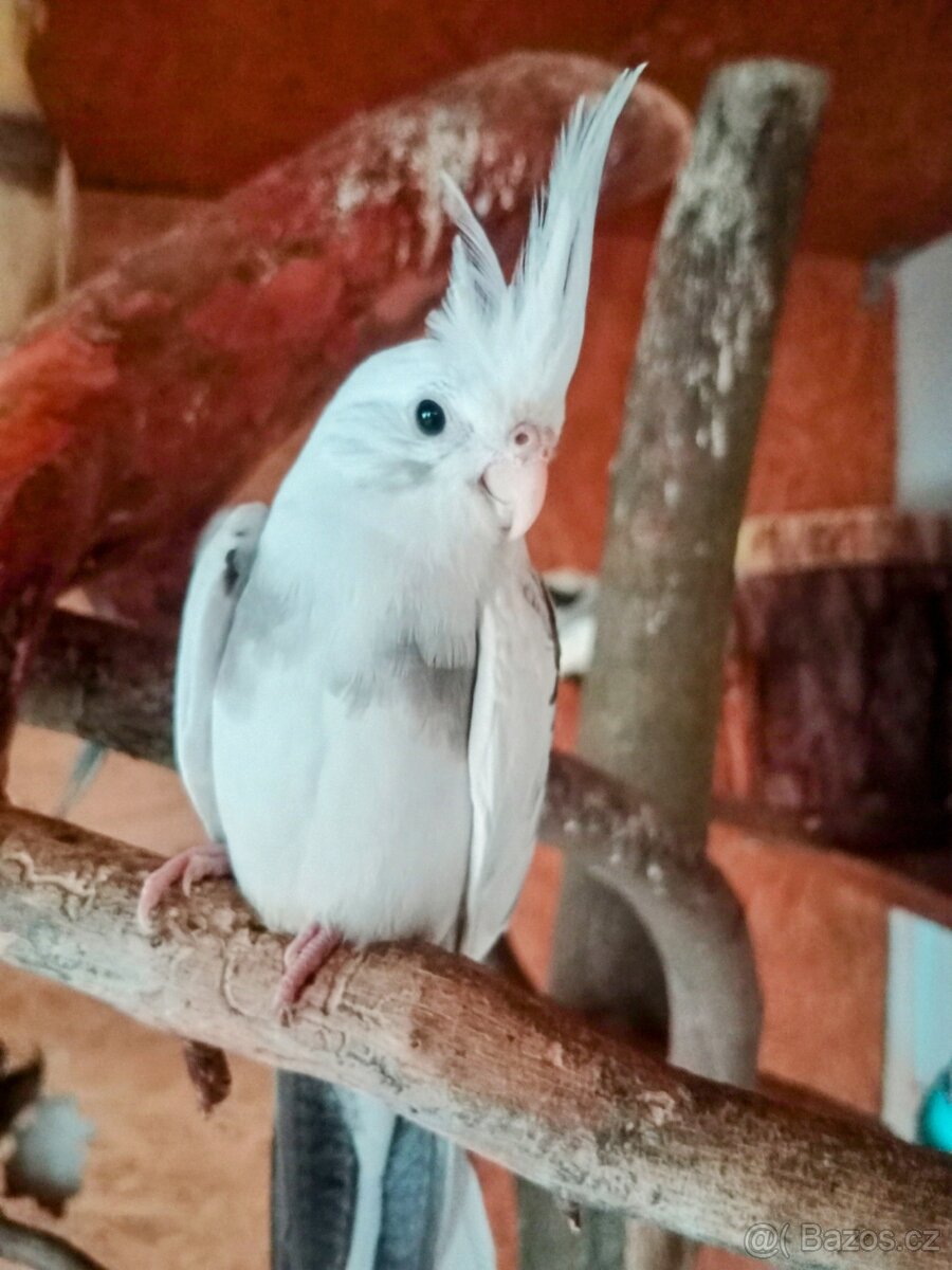 Korela chocholatá - 4