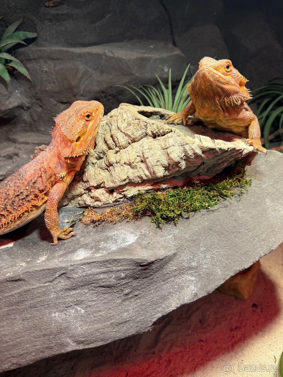 Agama vousatá dvě samičky k prodeji - 4