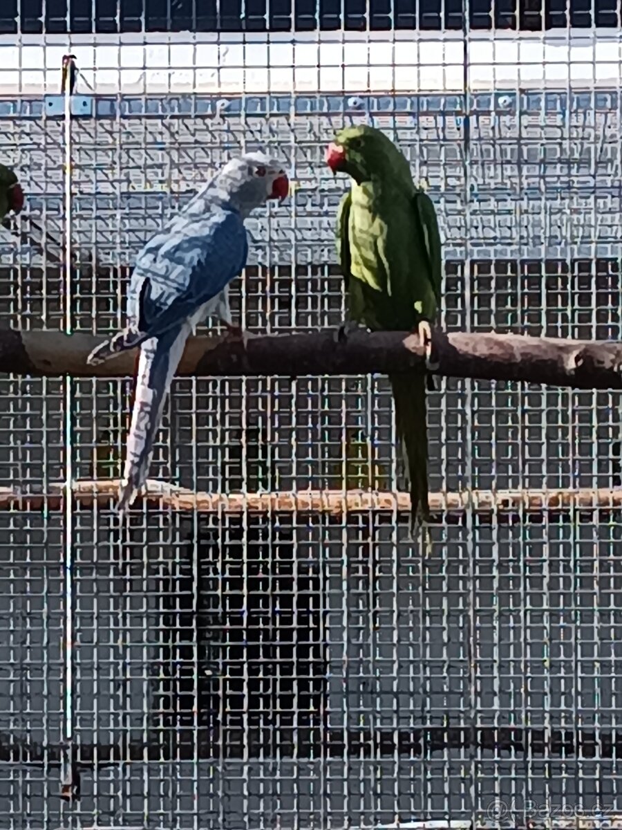 Alexandr malý 2025 - 4