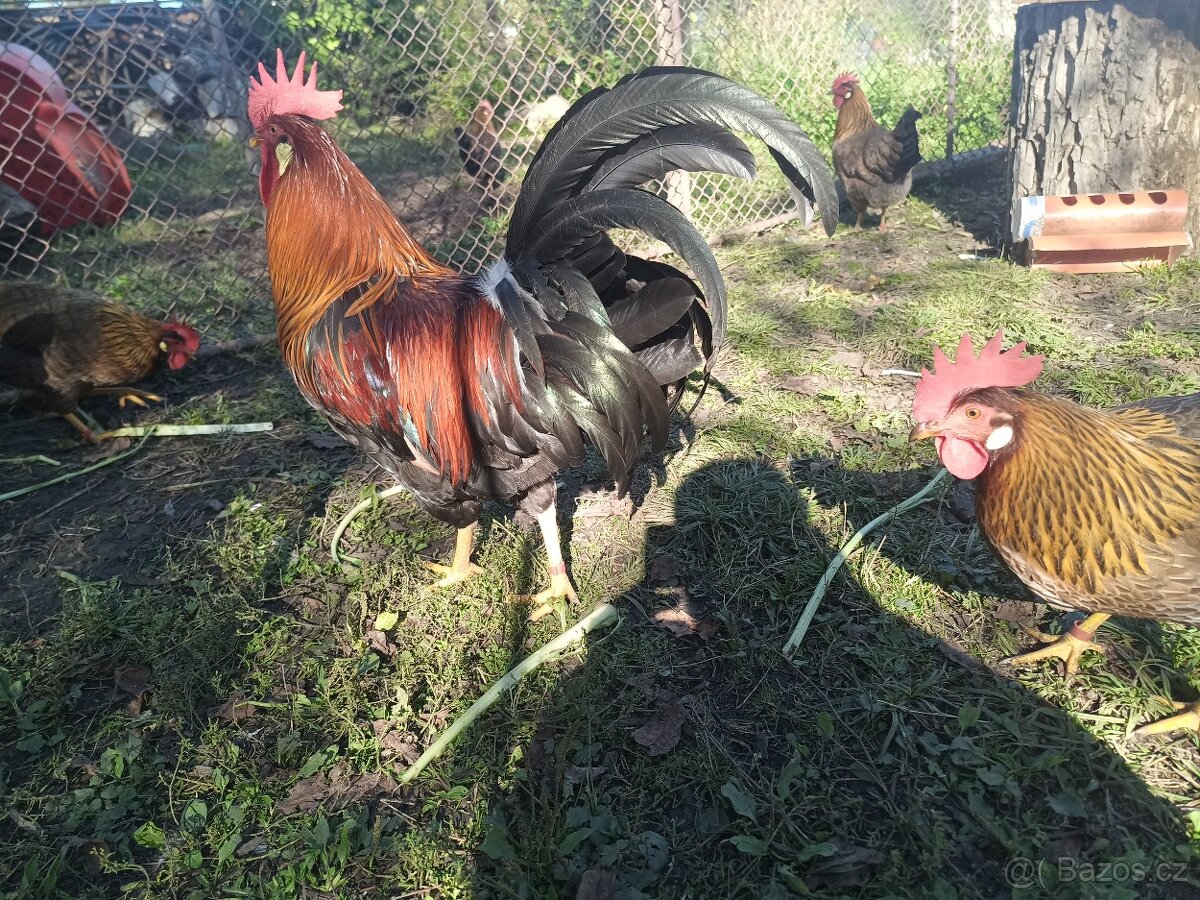 Půjčím kohouta - 4