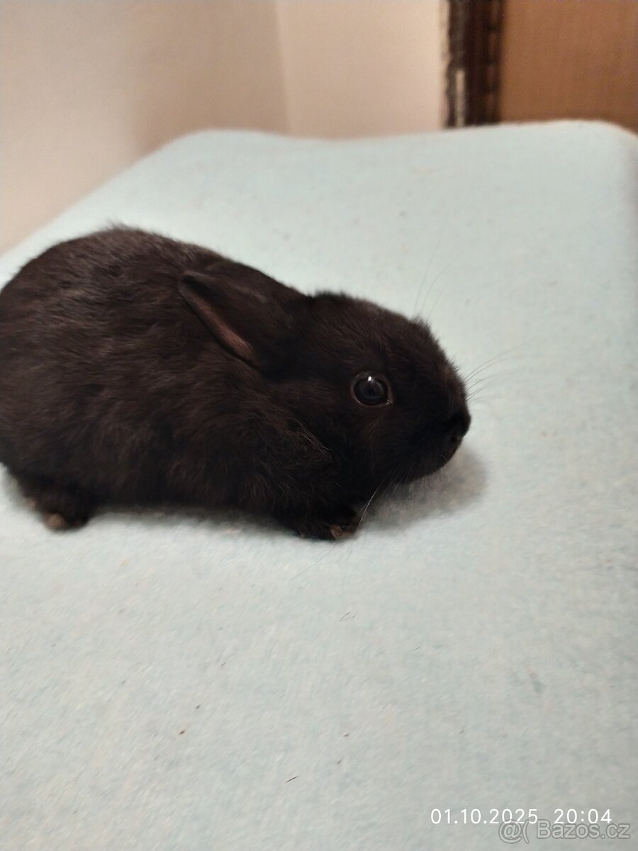 Zakrslí králíčci - 4