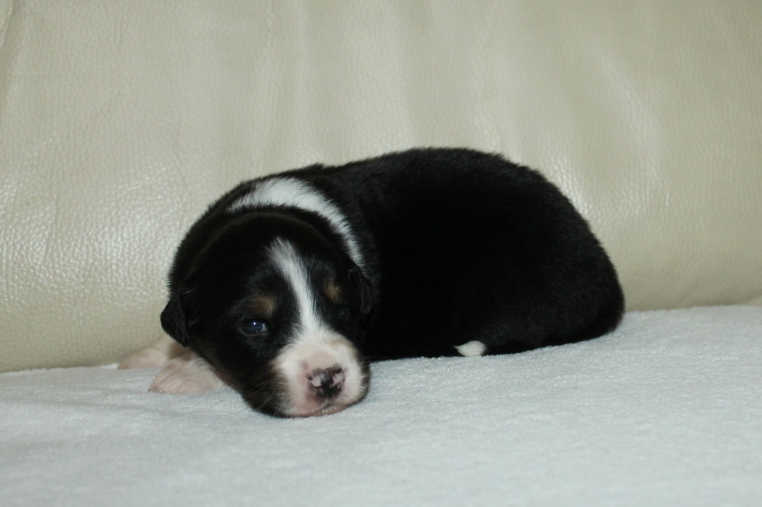 Australsky ovčák - 4