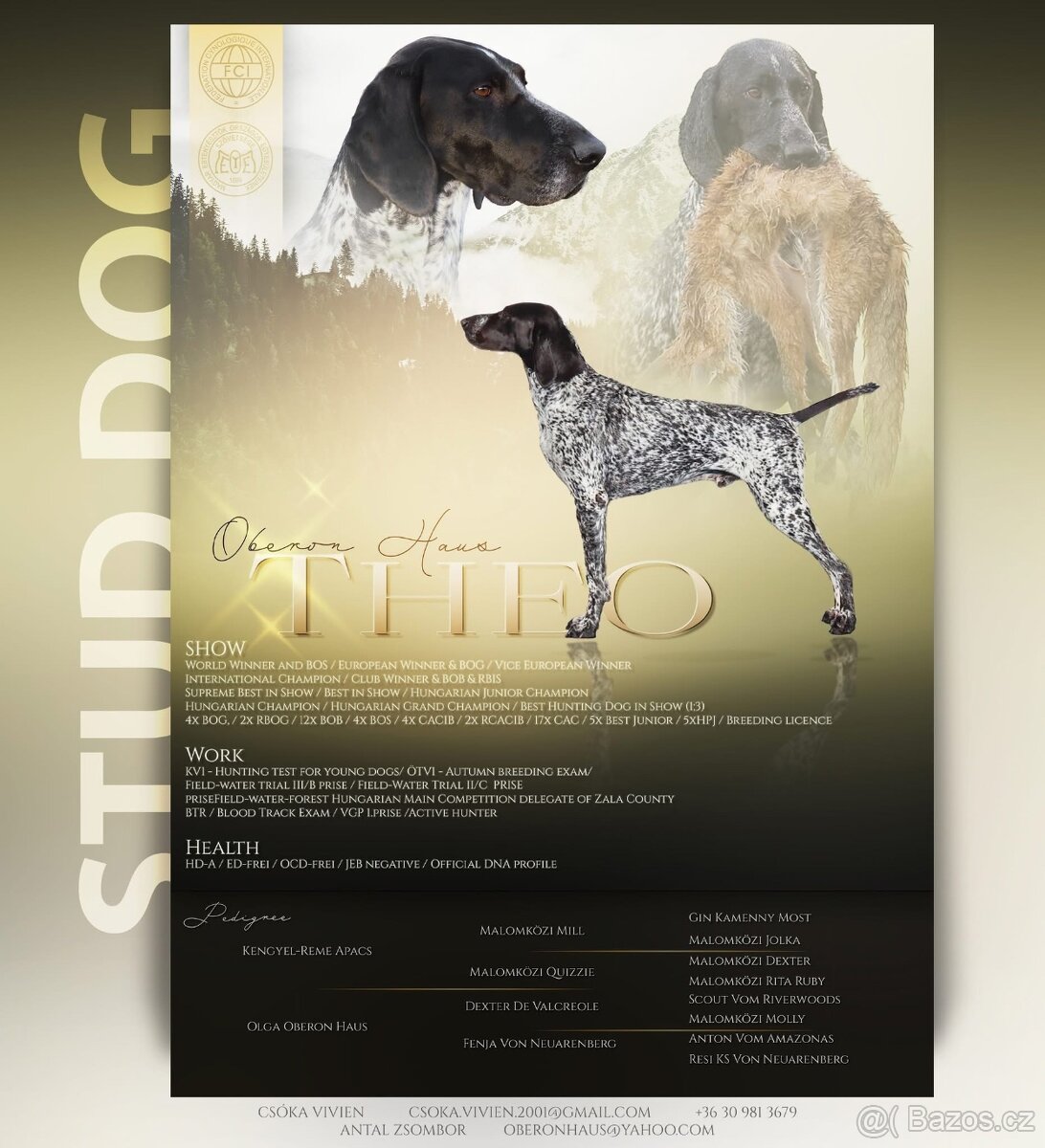 Německý ohař krátkosrstý - 4