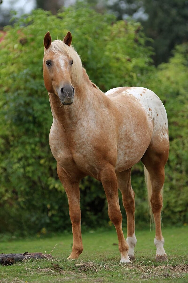 Prodám klisnu Appa x irský cob - 4