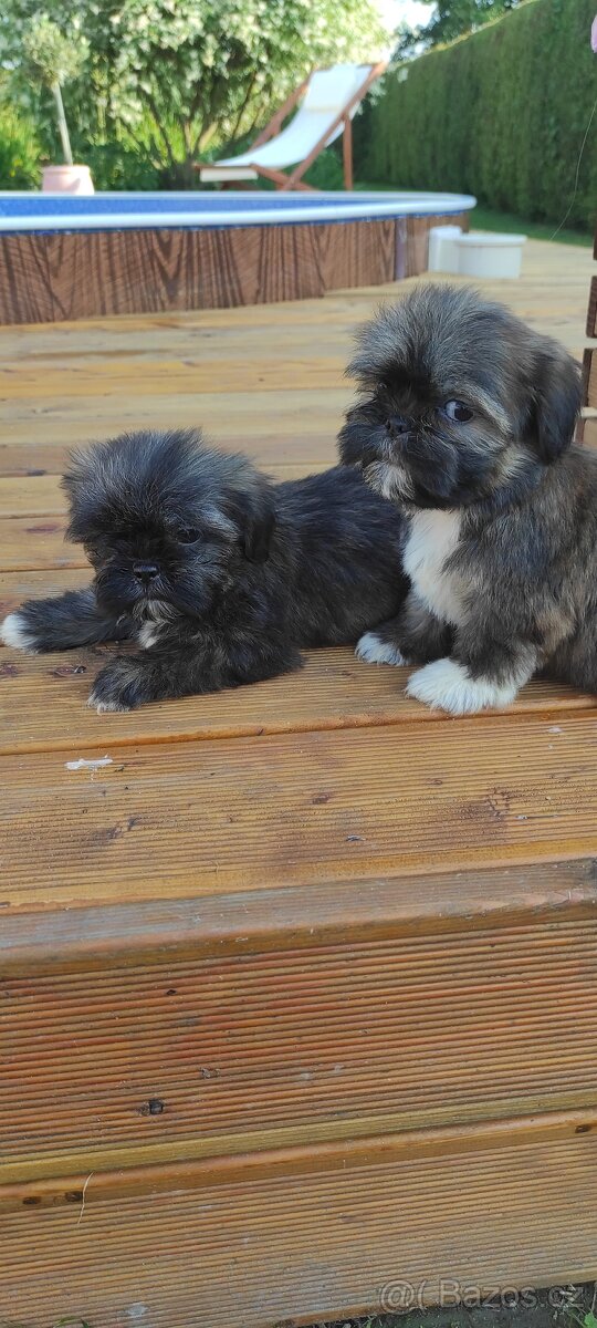 Shih Tzu štěňata shitzu - 4