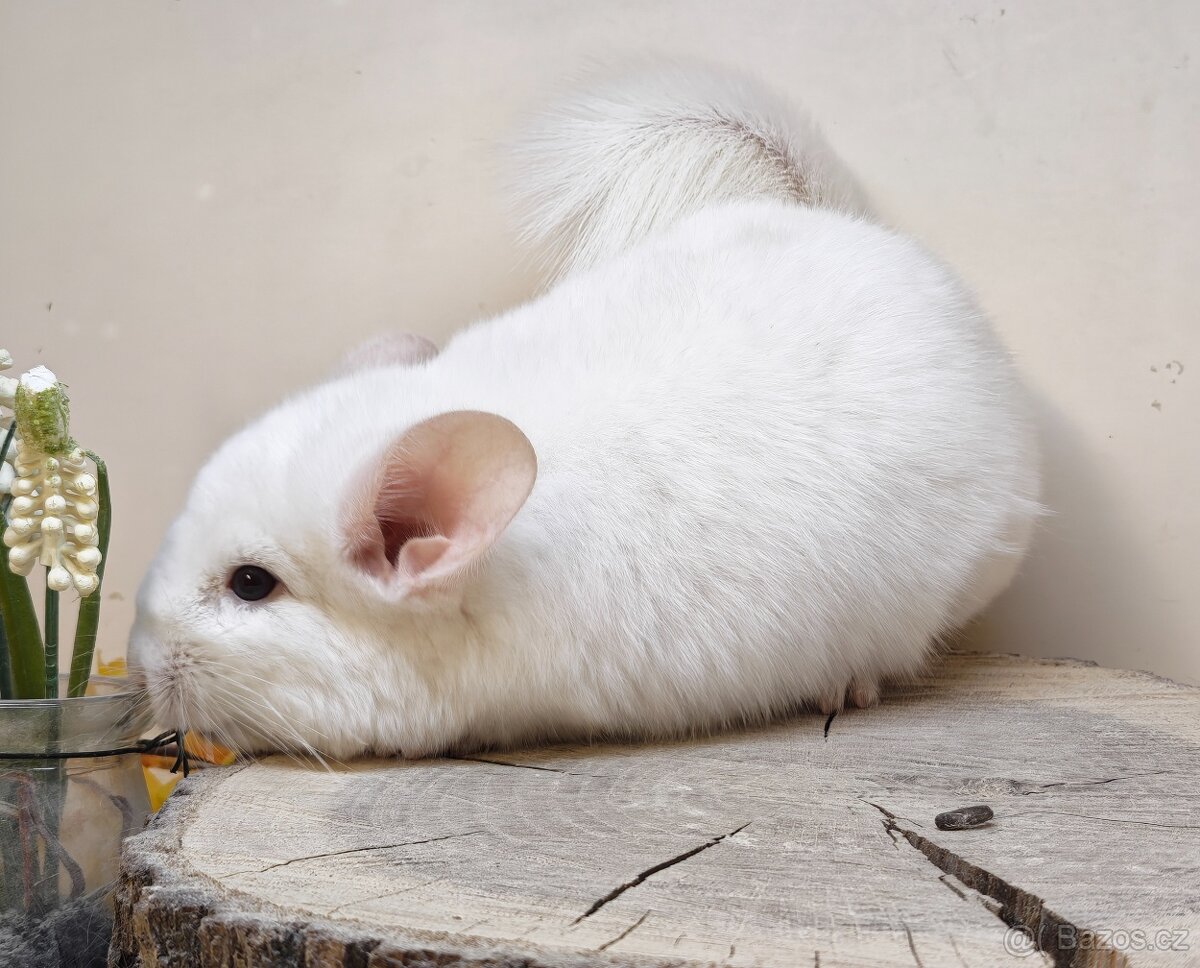 Činčila White Blond Ebony - 4