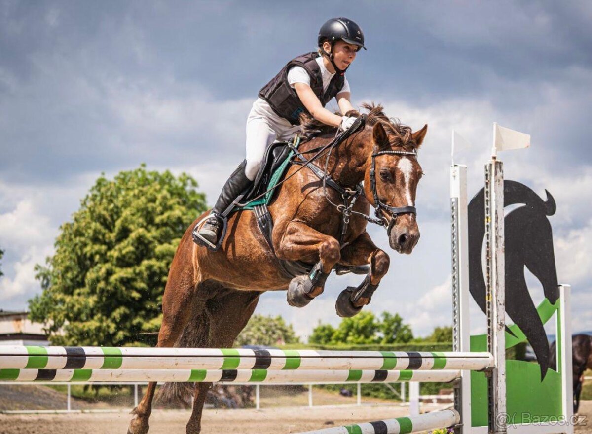 Welsh pony A - 4