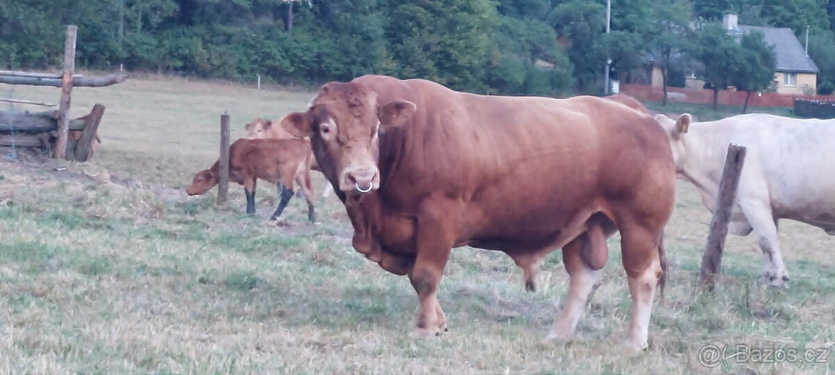 Plemenný býk - 4