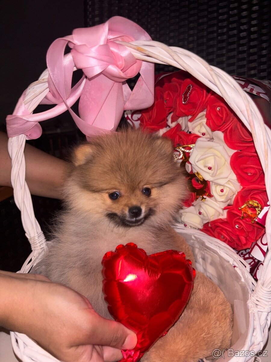 Pomeranian štěňátko - 4
