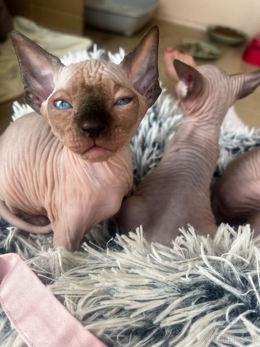 Kanadský sphynx - 4