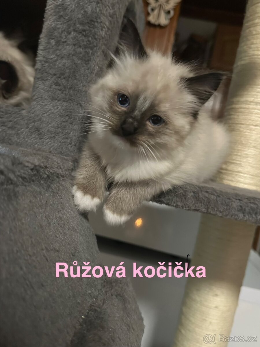 Koťátka Ragdoll - 4
