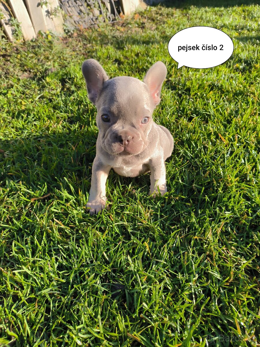 Francouzský buldoček - 4