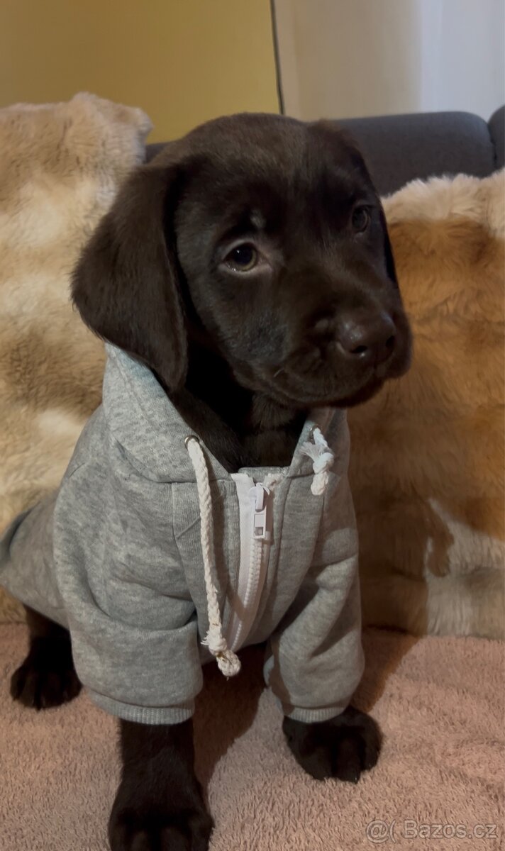 Labradorský retrívr Hnědý - 4