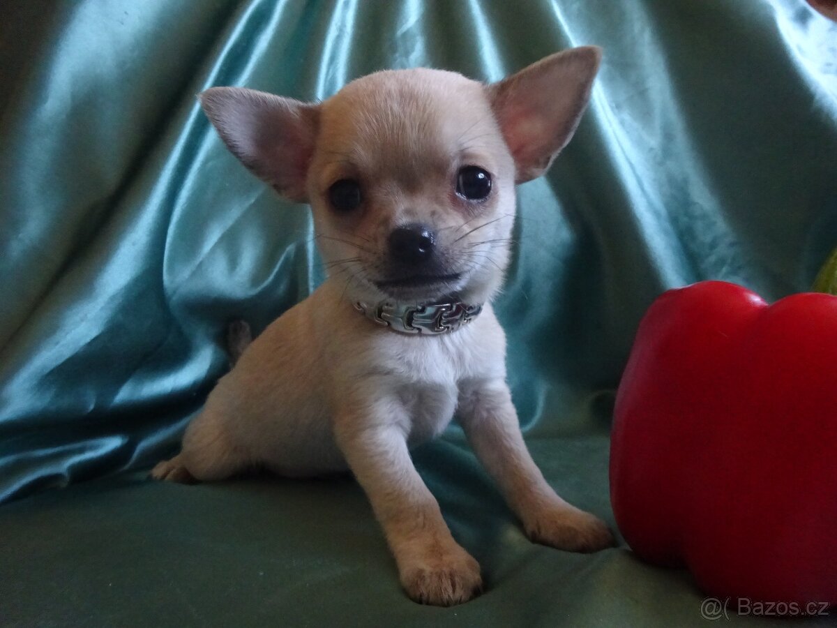 Vrh štěňátek čivava. - 4