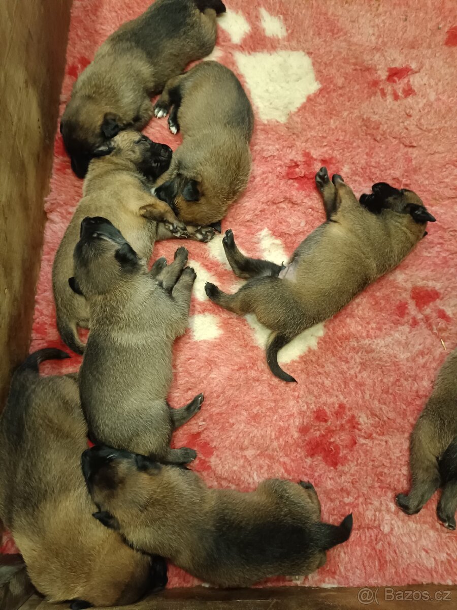 Belgický ovčák malinois s PP - 4