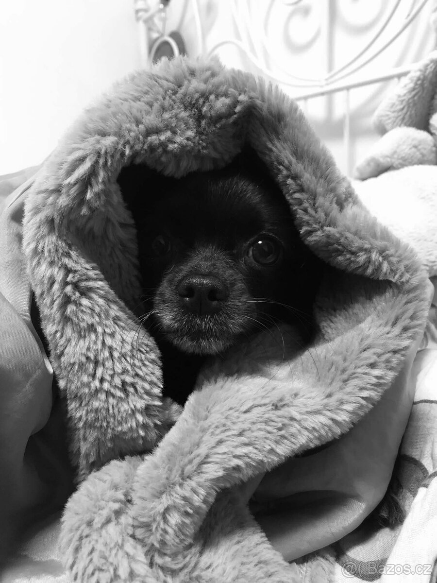 Nabízím čivavu ke krytí - 4