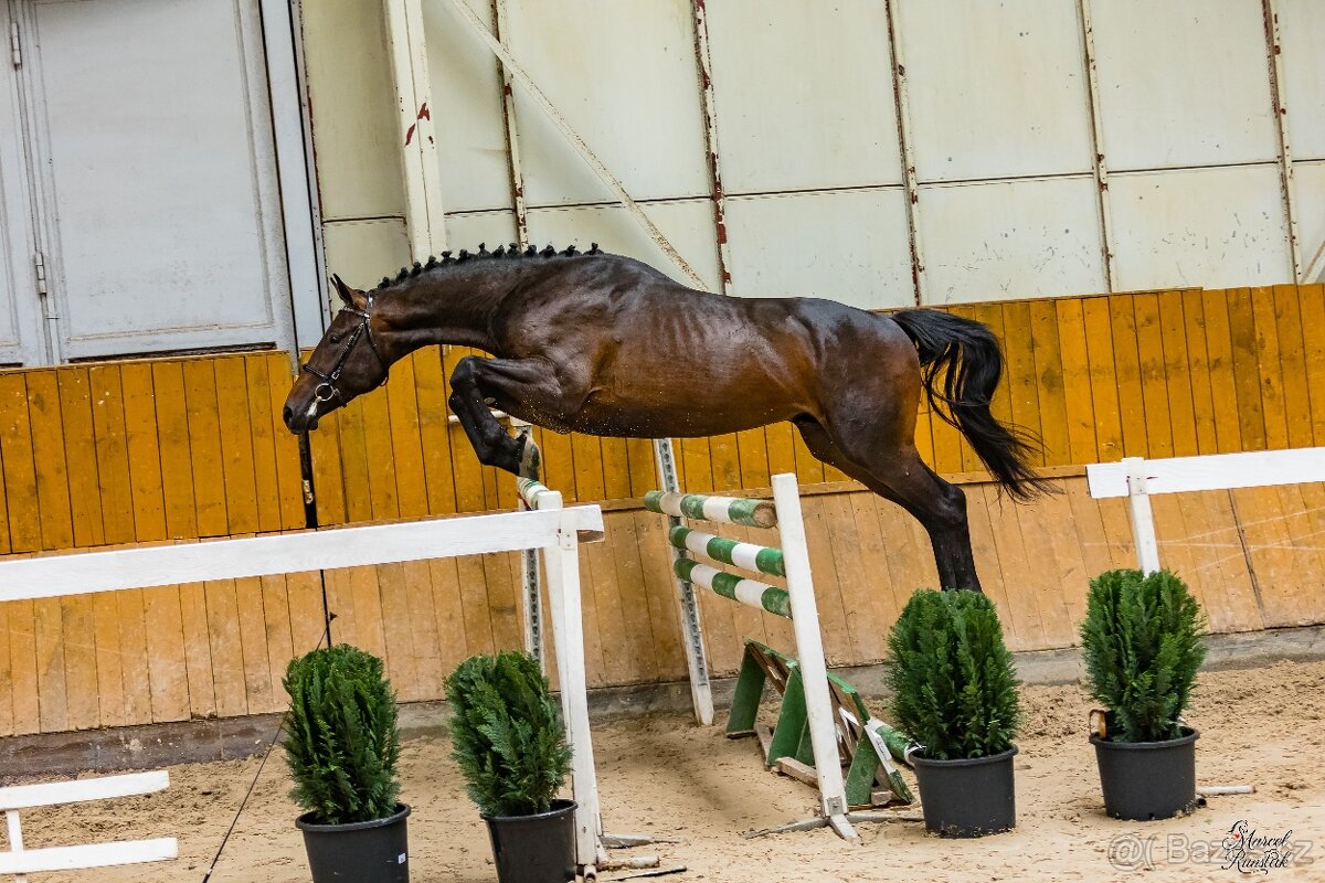 Mladý valach na prodej - 4