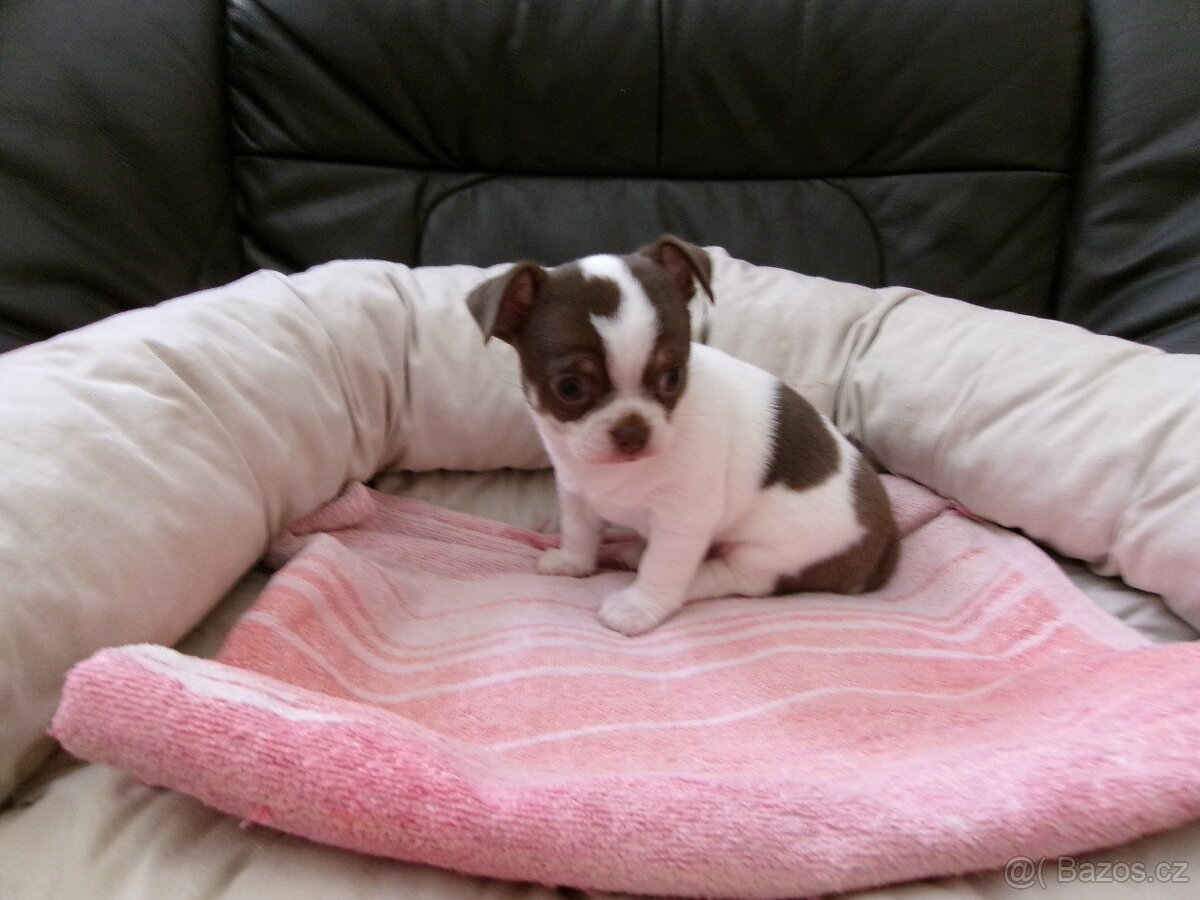 ČIVAVA - KRÁTKOSRSTÁ - PEJSEK - 4