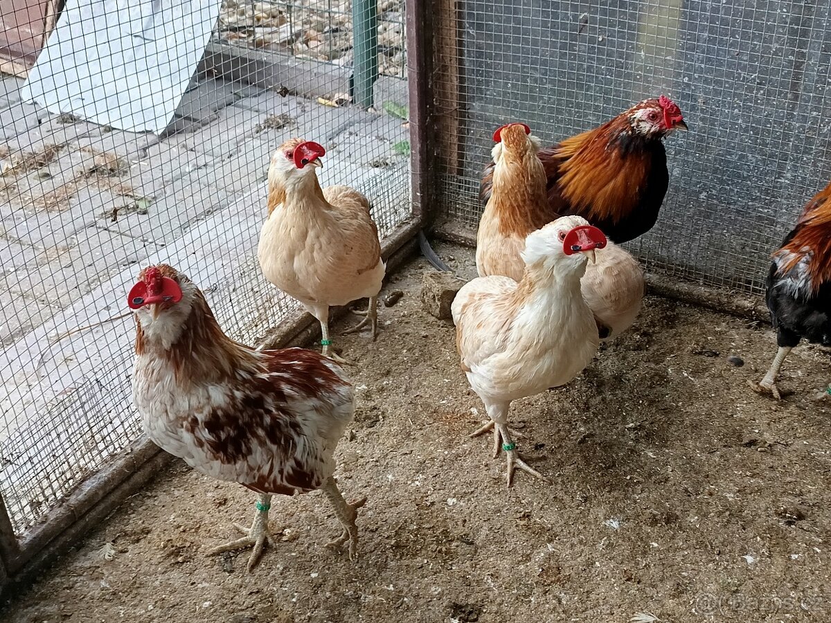 Zdrobnělé Araukany pšeničné - 4