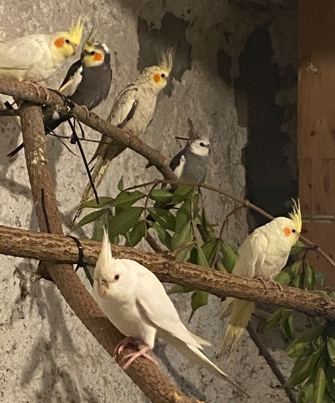 Korela chocholatá - 4