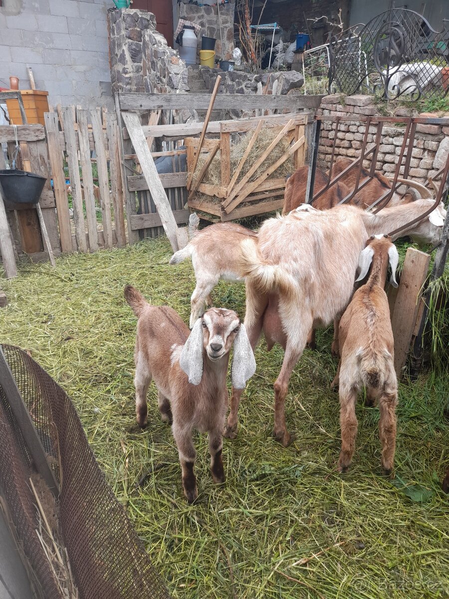 Anglonubijská koza s POP ,dotace - 4