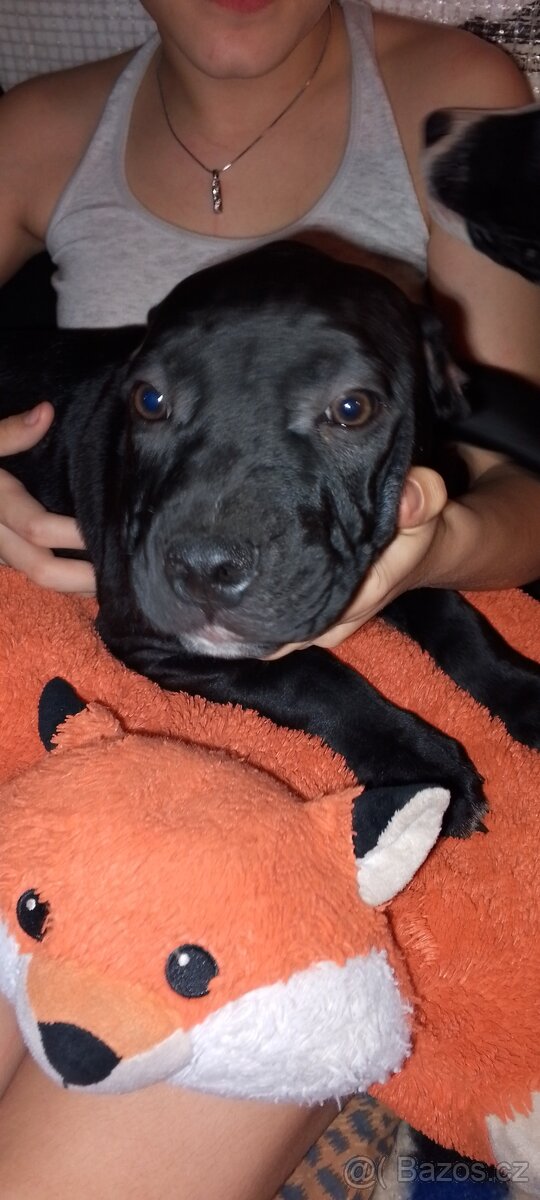 Prodám štěňata amerického bulliho XL - 4