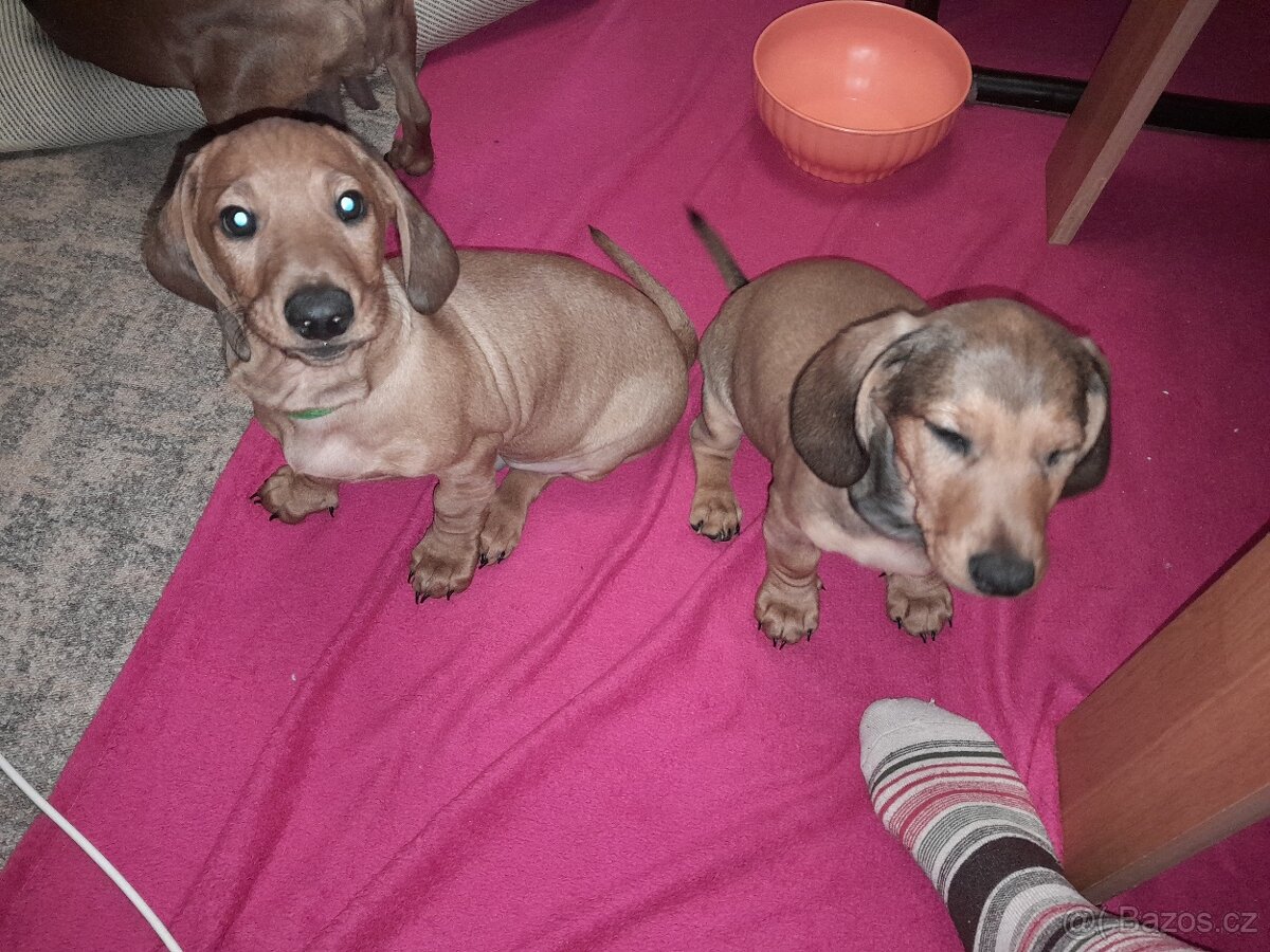 Jezevčík hladkosrstý standart - 4